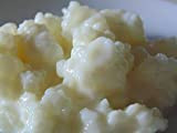 Colloidal 10 g de grains de Kéfir de lait Bio Champignons tibétains Lotus des neiges